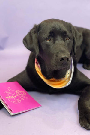 
                  
                    A beautiful dog with black fur staring off while a classic pets pink notebook is leaning on him
                  
                
